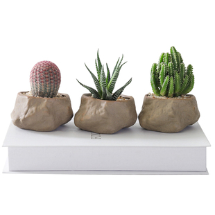 万重山盆栽红太阳网红多肉植物书房室内桌面懒人好养绿植花卉盆景