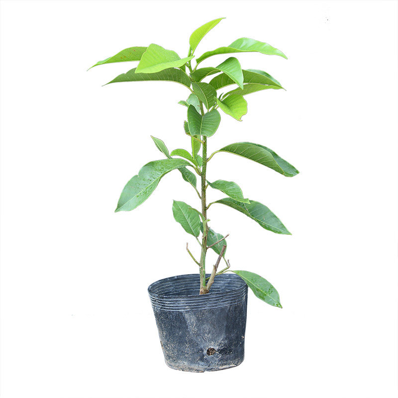 白兰花盆栽植物四季花卉绿植庭院