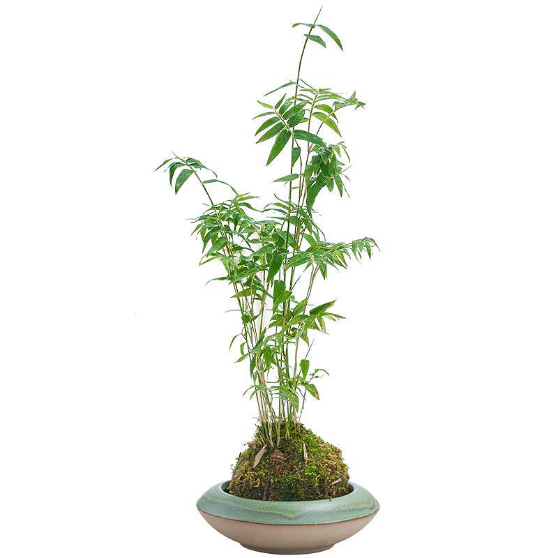 苔藓球植物米竹观音竹金明竹耐阴水培盆景客厅室内桌面观赏竹盆栽