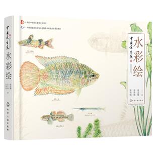 中国原生鱼水彩绘 张国刚 彭作刚 常见原生鱼类原创水彩画物种饲养体验中国原生鱼美艳鉴别鱼种中国小型淡水鱼饲养殖常识图书籍
