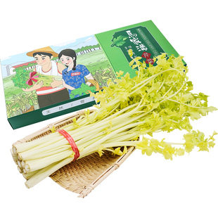 马家沟芹菜脆嫩2斤有机芹菜芯山东青岛平度特产顺丰包邮