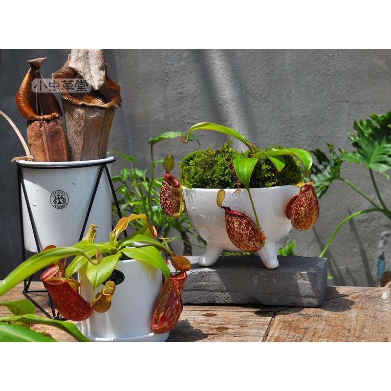 虎克猪笼草小虫草堂食虫植物食人花盆栽卧室花卉含羞草室内捕蝇草