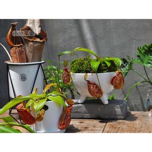 虎克猪笼草小虫草堂食虫植物食人花盆栽卧室花卉含羞草室内捕蝇草