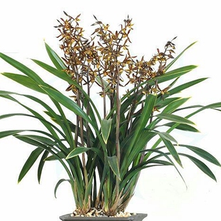 金嘴墨兰金华山金边兰花高档观叶新年开花壮苗盆栽花卉