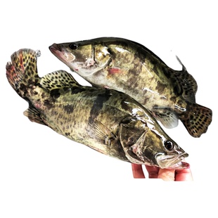 鲜活现杀桂鱼新鲜鳜鱼鳌花鱼淡水鱼季花鱼桂花鱼自然捕获水产