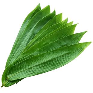 粽子叶新鲜大号100片包粽子的叶子干粽叶特大野生本地粽叶干免邮
