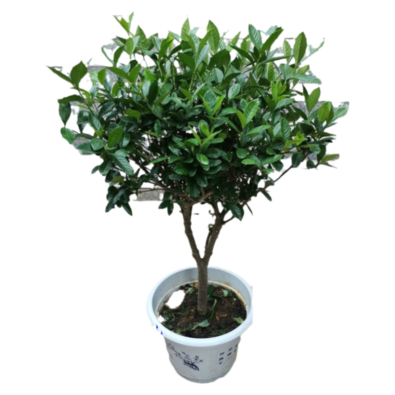 牡丹栀子花 大叶栀子花小叶 栀子花盆栽大树苗 四季开花绿植