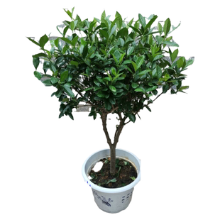 牡丹栀子花 大叶栀子花小叶 栀子花盆栽大树苗 四季开花绿植