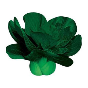 红菜苔苗白菜秧苗花菜苗西兰花苗乌塌菜莴笋苗耐寒秋冬叶菜蔬菜苗