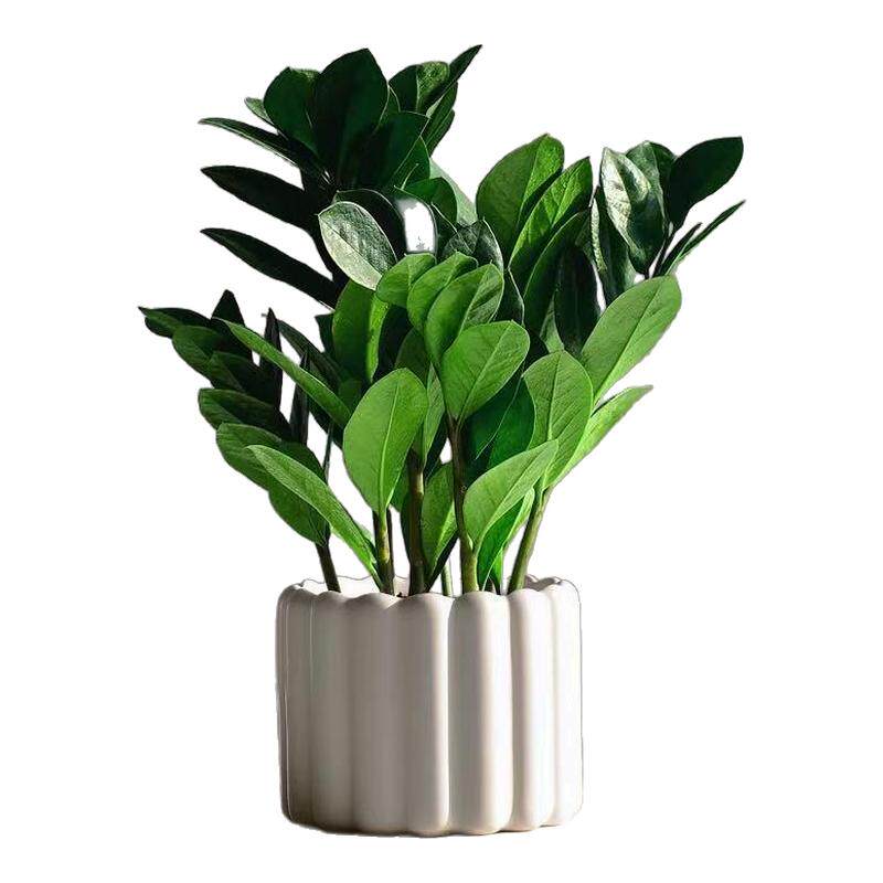 金钱树室内绿植小盆栽桌面盆景