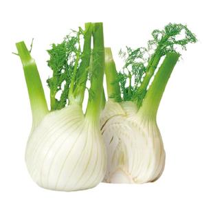 荷兰球茎茴香种子结球小叶回香种籽苗高产四季盆栽菜籽秋后蔬菜孑