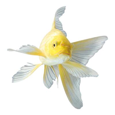 黄金鲤锦鲤小鱼活金鱼活鱼淡水鱼