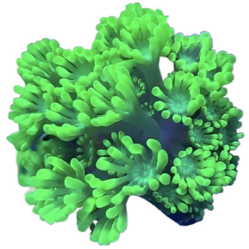 植素源水族茉莉花珊瑚海缸真珊瑚