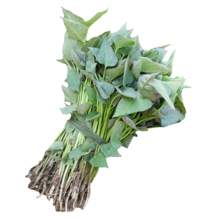 红薯苗秧西瓜红地瓜苗红瑶榴莲蜜薯苗板栗糖心秧苗桥头种子老品种