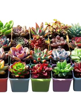 多肉植物3-20颗精品不重复防辐射