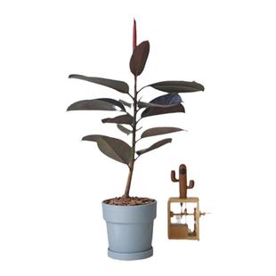 PHYSIS 室内观叶植物多年生木本植物黑金刚橡皮树印度榕盆栽