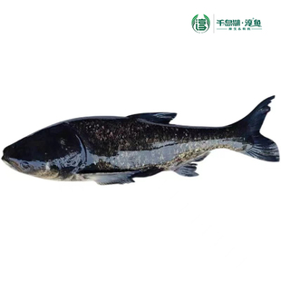官方认证千岛湖淳牌有机鱼鲢鳙鱼原生态胖头鱼鲜活淡水包头大头鱼