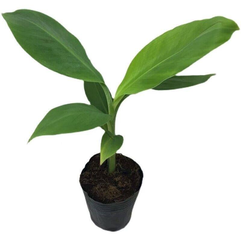 广西正宗香蕉苗矮化香蕉粉蕉小米蕉皇帝蕉红香蕉树苗南方盆栽地栽
