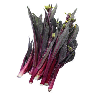 红菜苔种子紫菜籽绿薹心四季春秋冬季农家盆栽种孑盆栽湖北甜种籽