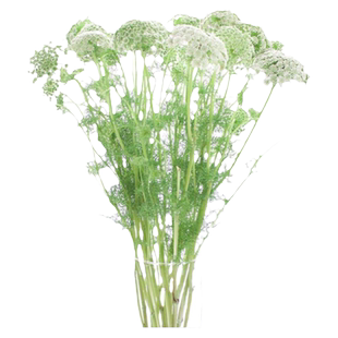 大阿米芹种子200粒白雪花雪珠花籽可切花花镜室外阳台盆栽春季播