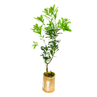 杨梅树树苗黑炭东魁杨梅特大树苗嫁接果苗当年结果南北方种植带土