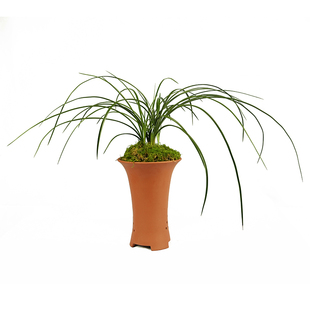 兰花建兰夏天开花浓香市长红 小国魂 荷王 建兰四季兰盆栽