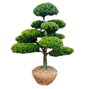 黄杨树老桩盆景造型雀氏黄杨盆栽树四季常青树苗绿化观赏风景大树