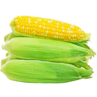 云南金银水果玉米10斤装新鲜生吃甜玉米棒子粘糯嫩苞谷蔬菜5包邮