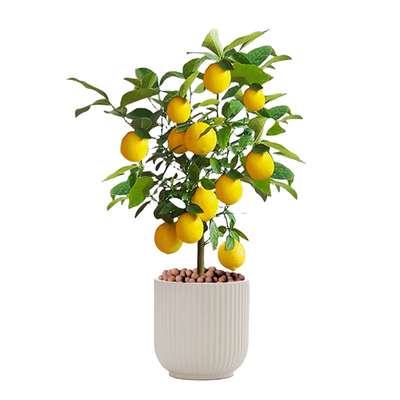 可食用柠檬树盆栽阳台绿植物壹植
