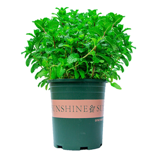 薄荷盆栽可食用大苗室内驱蚊绿植迷迭香四季香草植物柠檬猫薄荷叶