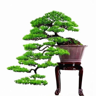 四季园艺新大阪三河黑松树盆