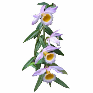 美花石斛云南产区开花漂亮花香沁人心脾环草小黄草易发芽开花机器