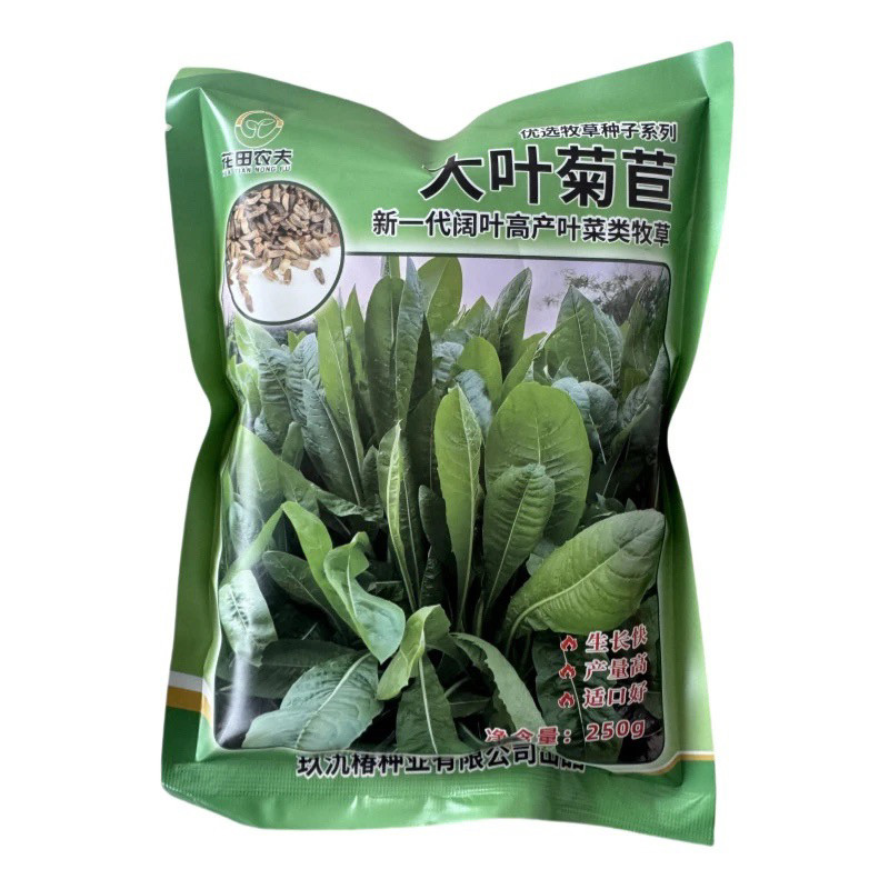 大叶菊苣种子大叶四季多年生
