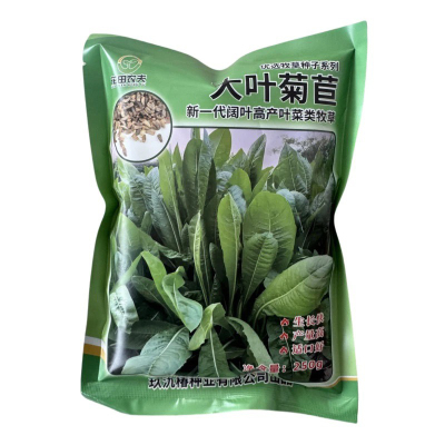 大叶菊苣种子大叶四季多年生
