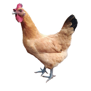 四川土鸡农家散养新鲜老母鸡黑脚月子乌皮草鸡农村整只重庆跑山鸡