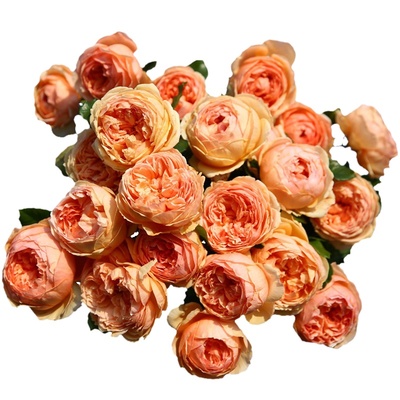 淡香抗病月季花苗灌木