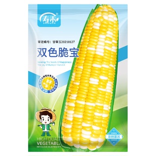 双色脆宝玉米种子早熟超甜水果玉米种子苗特大高产种籽孑子四季甜