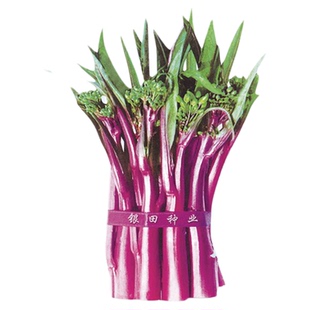红菜苔种孑蔬菜种子菜心十月红紫菜苔红家庭秋季冬四季阳台种籽心