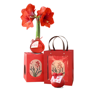 朱顶红蜡球大球马年新年礼物春节节日送礼物封蜡懒人好养装饰摆件