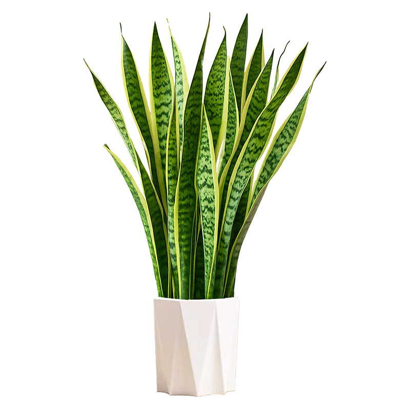 5A级虎皮兰盆栽绿植室内易养含盆