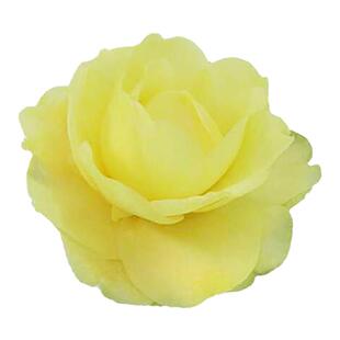 正黄旗茶花盆栽带花苞树苗 浓香花卉 庭院室外四季山茶花观花植物