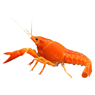 观赏鳌虾苗淡水活体大型水族宠物好养侏儒蓝色小龙虾人工天空蓝魔