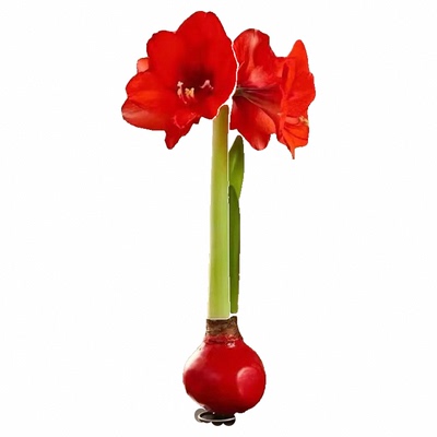 亏本清货上海种业进口石蜡腊封朱顶红超大球无水栽培全国包邮