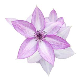 铁线莲大苗带花苞盆栽倒影乌托邦爬藤植物庭院绿植室外四季开花卉