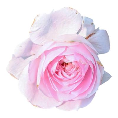 新品扦插迷你月季超微玛丽月季阳台玫瑰庭院盆栽花卉小苗
