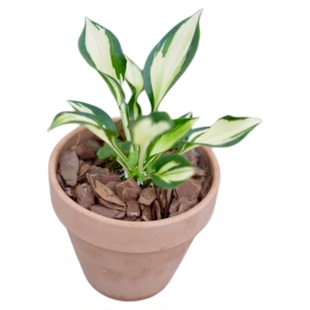 PHYSIS后院|精选植物一物一拍室内小型盆栽块根所见即所得1.6