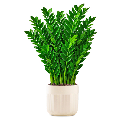 金钱树盆栽招财旺宅室内桌面绿植