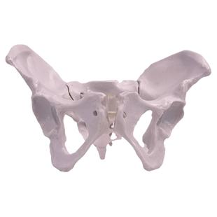 动态教学仿真可活动女性骨盆及子宫模型盆腔结构膀胱盆底肌肉康复