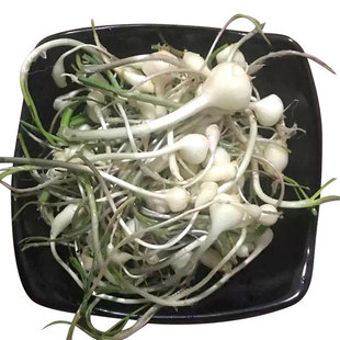 新鲜小根蒜2025东北大脑菜嘣蹦崩山野大脑瓜大头菜去须去叶留茎