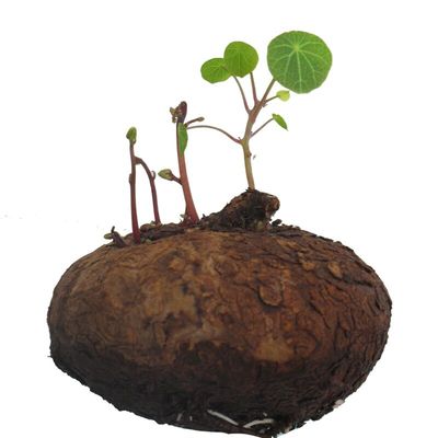 云南多肉红藤山乌龟圆叶水培爬藤